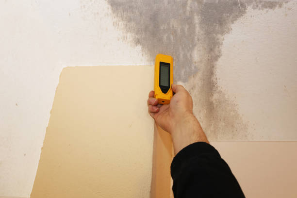 Best Commercial Mold Inspection  in Prichard, AL