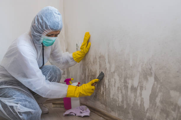 Best Mold Removal for HVAC Installations  in Prichard, AL