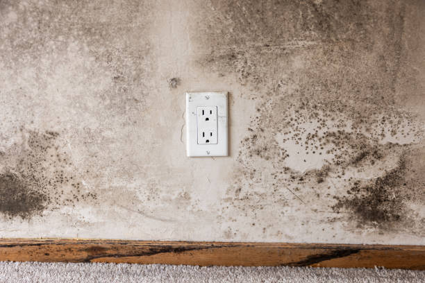 Best Basement Mold Removal  in Prichard, AL