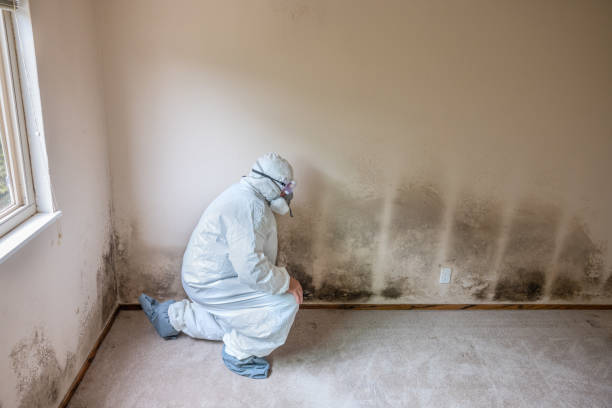 Best Environmental Consulting for Mold Prevention  in Prichard, AL