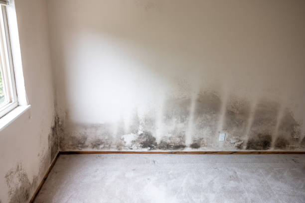 Best Mold Prevention Services  in Prichard, AL